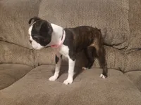 💜 Elfie 💜 AKC TINY TINY, a female Boston Terrier for sale in Alvarado, TX – 7 of 9