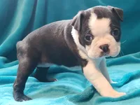 processed/57ab32c7-ed27-4eb2-bbd0-cc0daf3b5878/listing/a97587b3-6bb3-4150-9695-4af0767ca4bd/03da1eaf-d7eb-4dab-959a-921b1458a1db