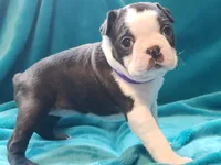 processed/57ab32c7-ed27-4eb2-bbd0-cc0daf3b5878/listing/a97587b3-6bb3-4150-9695-4af0767ca4bd/5291517f-5ec6-4951-8a77-c9ee9e66b283