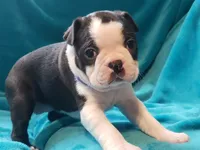 processed/57ab32c7-ed27-4eb2-bbd0-cc0daf3b5878/listing/a97587b3-6bb3-4150-9695-4af0767ca4bd/9b440d4d-0cfa-4efb-be8f-f8967deec294