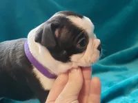 processed/57ab32c7-ed27-4eb2-bbd0-cc0daf3b5878/listing/a97587b3-6bb3-4150-9695-4af0767ca4bd/9f29fe8e-2d83-4109-8a13-01974d87bdf6