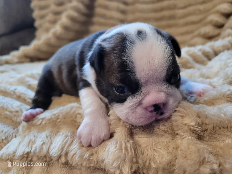 🤎 Cooper 🤎 – Boston Terrier puppy for sale in Alvarado, TX