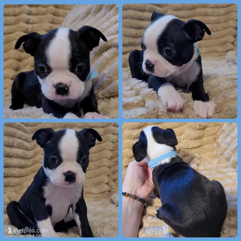 💙 Cowboy 💙 AKC – Boston Terrier puppy for sale in Alvarado, TX
