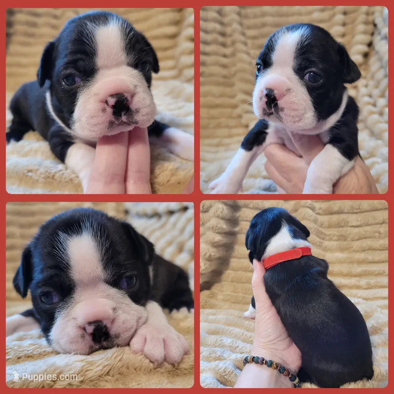 ❤️ Carter ❤️ – Boston Terrier puppy for sale in Alvarado, TX
