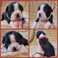 ❤️ Carter ❤️, a male Boston Terrier for sale in Alvarado, TX – 7 of 7