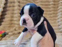 ❤️ Charlie ❤️ AKC, a male Boston Terrier for sale in Alvarado, TX – 4 of 6