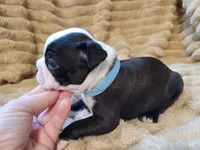 💙 Cowboy 💙 AKC, a male Boston Terrier for sale in Alvarado, TX – 4 of 6