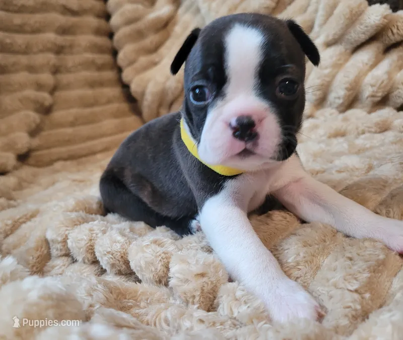 💛 Cookie 💛 AKC – Boston Terrier puppy for sale in Alvarado, TX