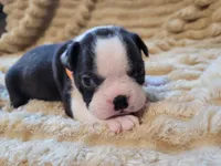 🧡 Cody 🧡, a male Boston Terrier for sale in Alvarado, TX – 3 of 7