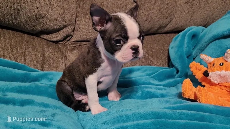 💙 Teeny Tiny 💙 Akc – Boston Terrier puppy for sale in Alvarado, TX