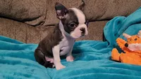 🖤 Peanut 🖤 Teeny Tiny, a male Boston Terrier for sale in Alvarado, TX – 4 of 5