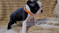 🧡 Cody 🧡 AKC *Perfect Markings*, a male Boston Terrier for sale in Alvarado, TX – 7 of 8