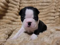 💜 Callie 💜, a female Boston Terrier for sale in Alvarado, TX – 2 of 5