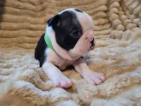 💚 Colt 💚, a male Boston Terrier for sale in Alvarado, TX – 5 of 7