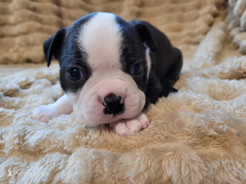 💙 Cowboy 💙 – Boston Terrier puppy for sale in Alvarado, TX