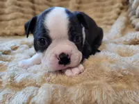 💙 Cowboy 💙 AKC, a male Boston Terrier for sale in Alvarado, TX – 2 of 6