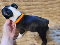 🧡 Cody 🧡 AKC *Perfect Markings*, a male Boston Terrier for sale in Alvarado, TX – 5 of 8