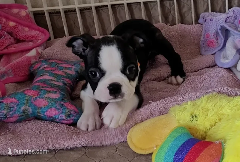 🧡 Cody 🧡 AKC *Perfect Markings* – Boston Terrier puppy for sale in Alvarado, TX