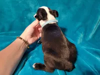 💙 Cowboy 💙 AKC *Perfect Markings*, a male Boston Terrier for sale in Alvarado, TX – 5 of 6