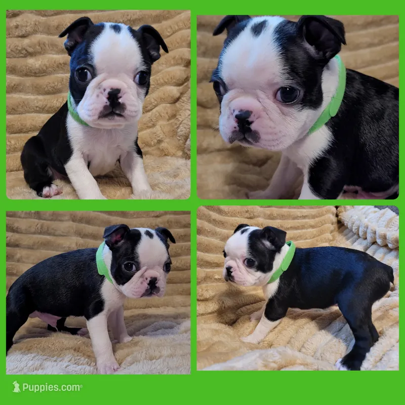 💚 Colt 💚 AKC *Smooshy Face* – Boston Terrier puppy for sale in Alvarado, TX