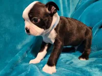 💙 Cowboy 💙 AKC *Perfect Markings*, a male Boston Terrier for sale in Alvarado, TX – 4 of 6