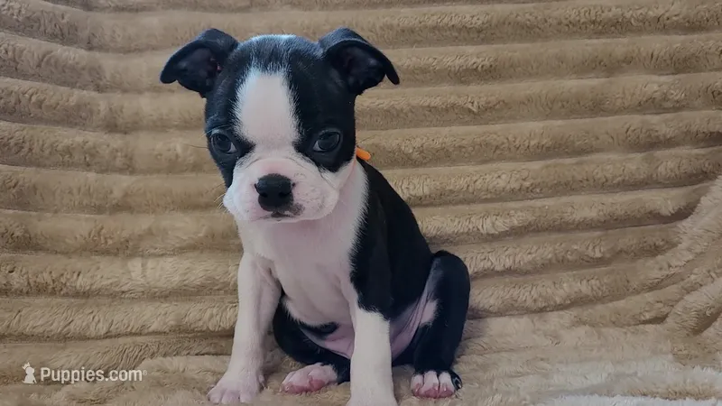 🧡 Cody 🧡 AKC *Perfect Markings* – Boston Terrier puppy for sale in Alvarado, TX