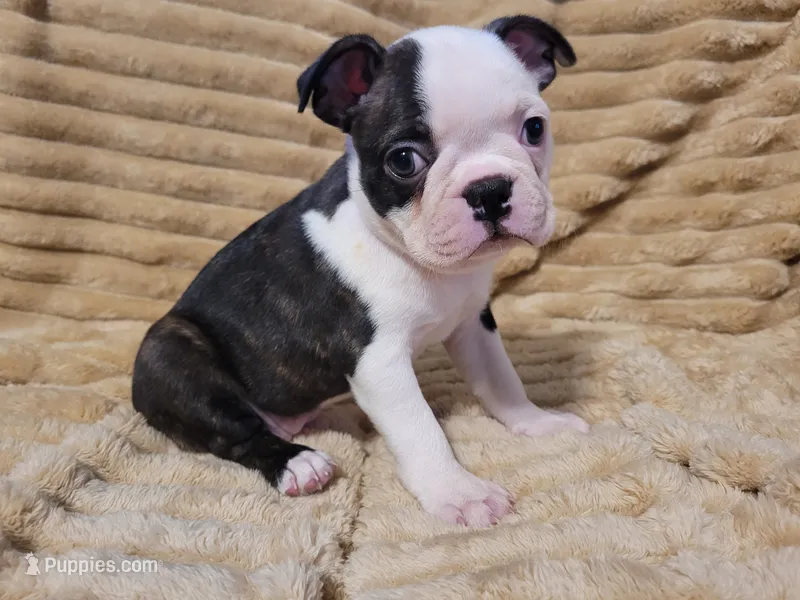 🩷 Bree 🩷  AKC *Last Female* – Boston Terrier puppy for sale in Alvarado, TX