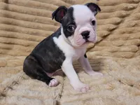 🩷 Bree 🩷  AKC *Last Female*, a female Boston Terrier for sale in Alvarado, TX – 3 of 6
