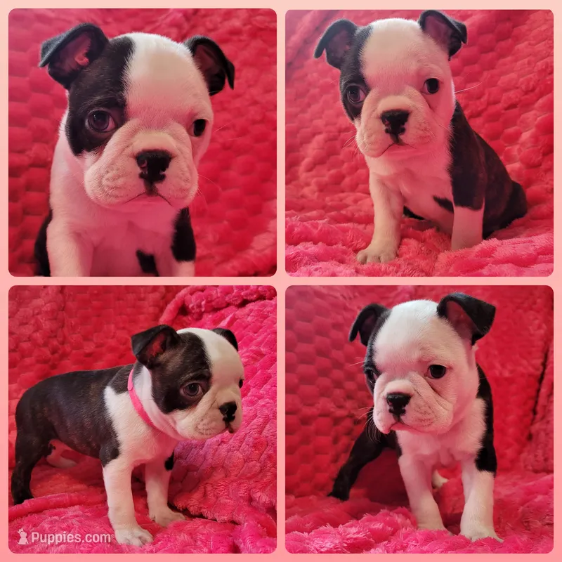 🩷 Bree 🩷 AKC – Boston Terrier puppy for sale in Alvarado, TX