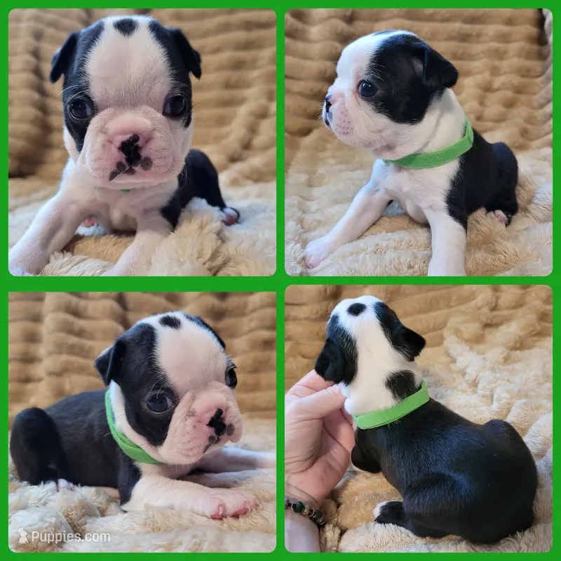 💚 Colt 💚 AKC – Boston Terrier puppy for sale in Alvarado, TX