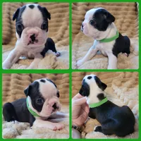 💚 Colt 💚 AKC, a male Boston Terrier for sale in Alvarado, TX – 1 of 6