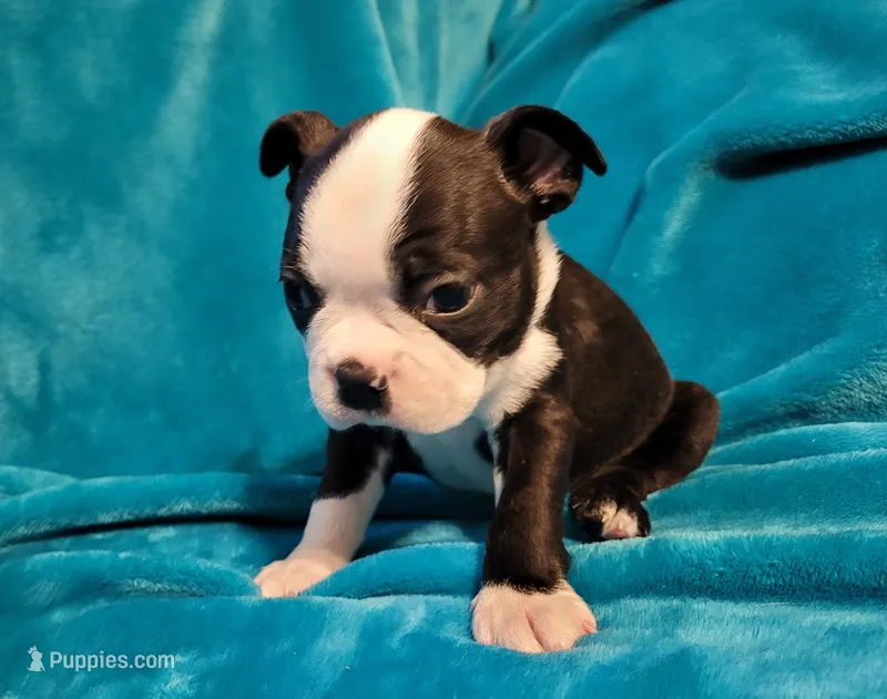 💙 Cowboy 💙 AKC – Boston Terrier puppy for sale in Alvarado, TX