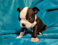 💙 Cowboy 💙 AKC *Perfect Markings*, a male Boston Terrier for sale in Alvarado, TX – 3 of 6