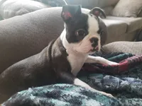 💜 Elfie 💜 AKC TINY , a female Boston Terrier for sale in Alvarado, TX – 2 of 10