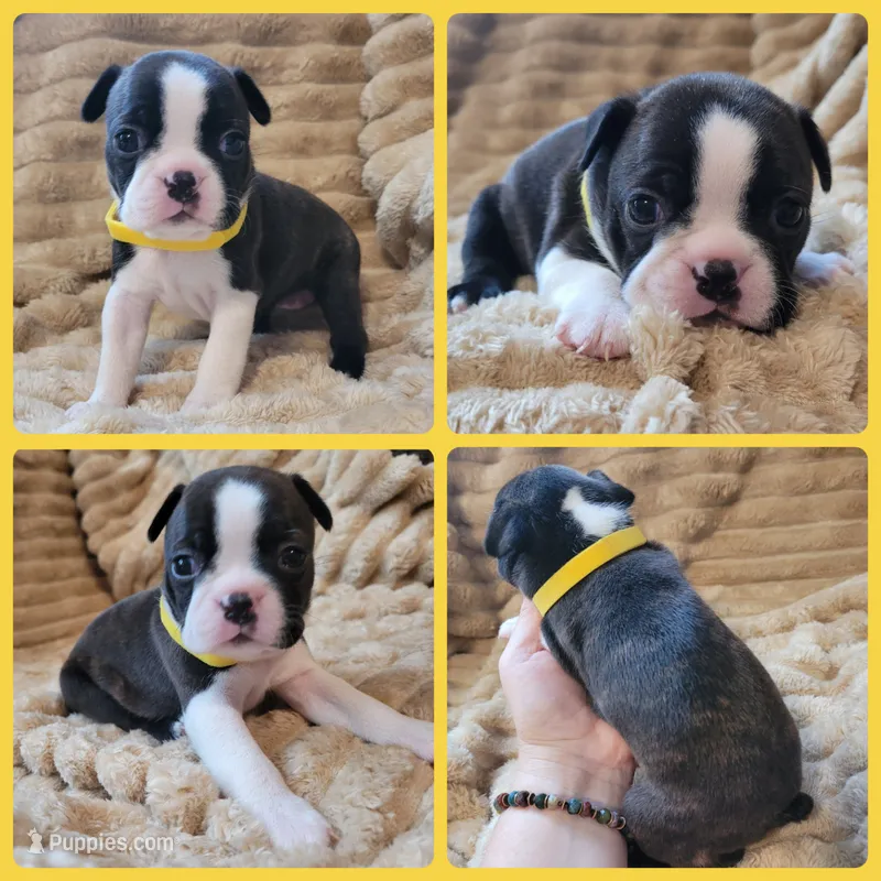 💛 Cookie 💛 AKC – Boston Terrier puppy for sale in Alvarado, TX