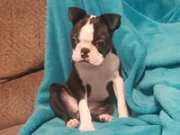💜 Elfie 💜 AKC TINY TINY, a female Boston Terrier for sale in Alvarado, TX – 1 of 9