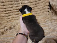 💛 Cookie 💛, a female Boston Terrier for sale in Alvarado, TX – 6 of 7