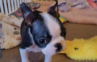 🖤 Tater Tot 🖤 Teeny Tiny, a male Boston Terrier for sale in Alvarado, TX – 2 of 5