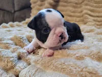💚 Colt 💚, a male Boston Terrier for sale in Alvarado, TX – 4 of 7