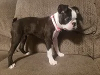 💜 Elfie 💜 AKC TINY TINY, a female Boston Terrier for sale in Alvarado, TX – 4 of 9