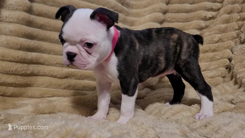 🩷 Bree 🩷  AKC *Last Female* – Boston Terrier puppy for sale in Alvarado, TX