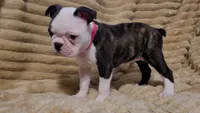 🩷 Bree 🩷  AKC *Last Female*, a female Boston Terrier for sale in Alvarado, TX – 1 of 6