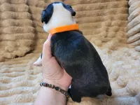🧡 Cody 🧡 AKC, a male Boston Terrier for sale in Alvarado, TX – 6 of 6