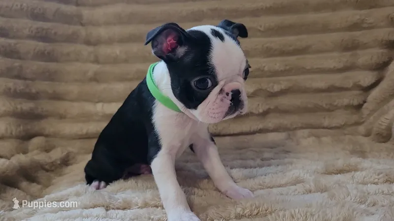 💚 Colt 💚 AKC *Smooshy Face* – Boston Terrier puppy for sale in Alvarado, TX