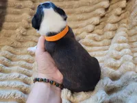 🧡 Cody 🧡, a male Boston Terrier for sale in Alvarado, TX – 6 of 7