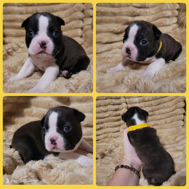Yelllow – Boston Terrier puppy for sale in Alvarado, TX