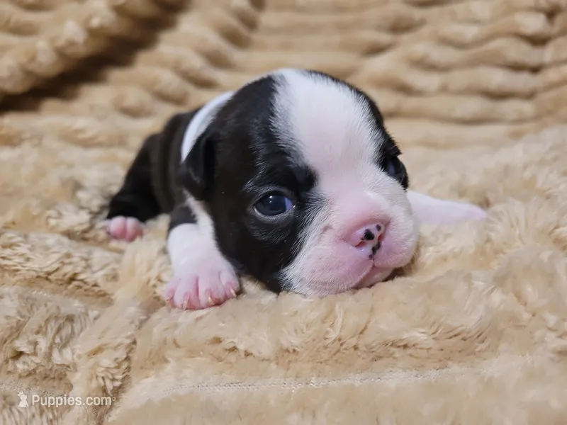 💟 CiCi 💟 – Boston Terrier puppy for sale in Alvarado, TX