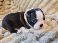 🧡 Cody 🧡, a male Boston Terrier for sale in Alvarado, TX – 5 of 7