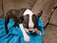 💙 Teeny Tiny 💙 Only 5lb, a male Boston Terrier for sale in Alvarado, TX – 4 of 6