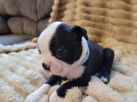 💙 Cowboy 💙 AKC, a male Boston Terrier for sale in Alvarado, TX – 5 of 6